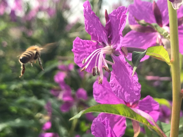 mehiläinen lento horsma